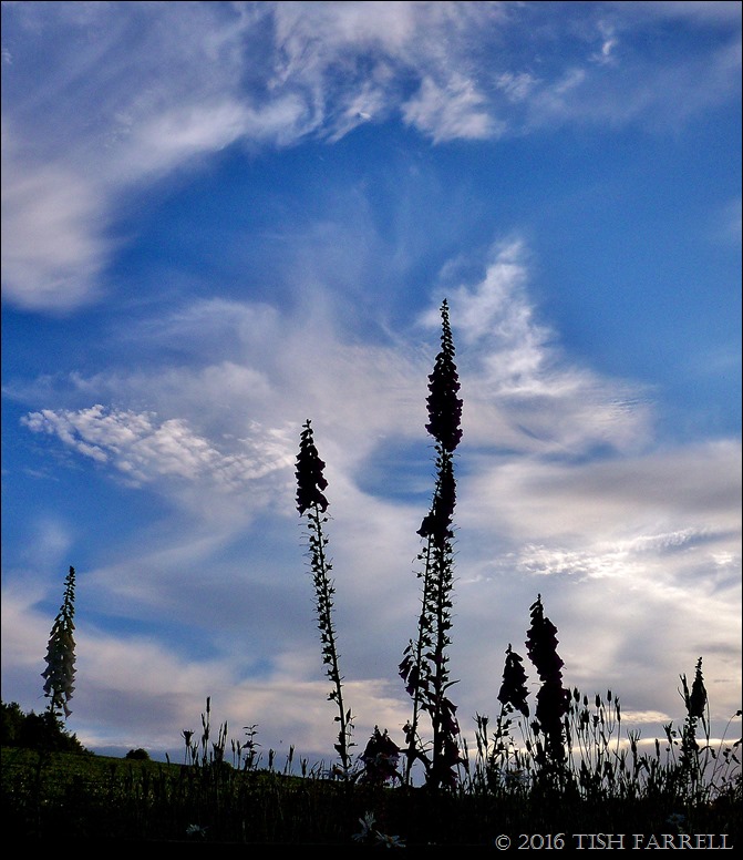 100_5911 - Copy (2) - Copy