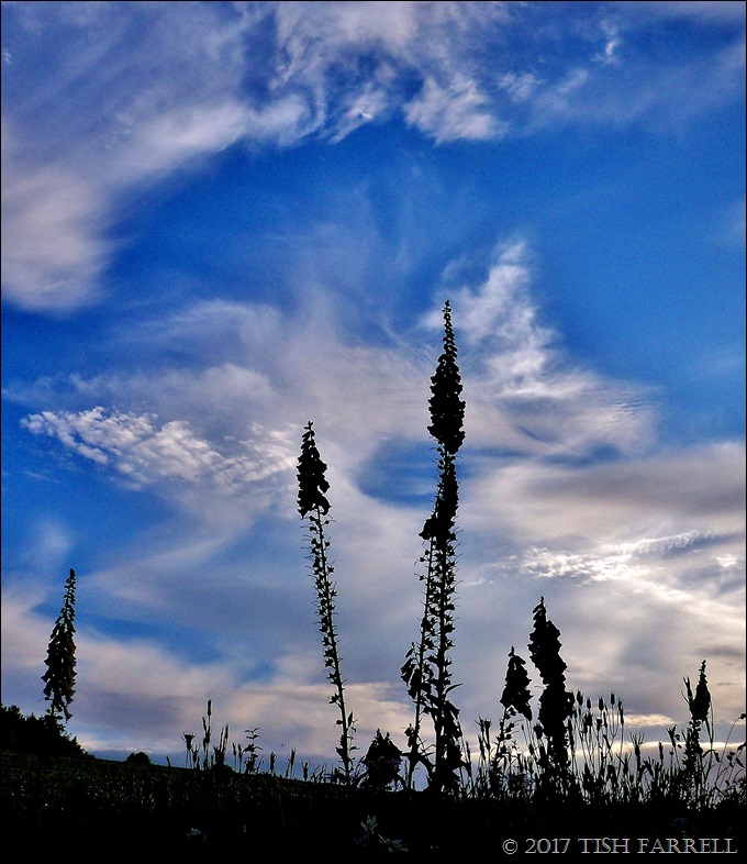 100_5911 - Copy (2) - Copy