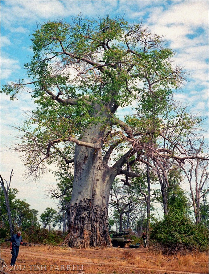 Basket Case ~ How To Make A Bag From A Baobab – Tish Farrell