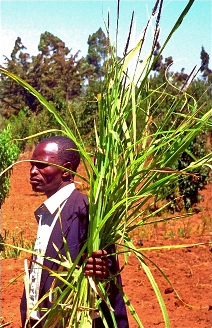 smutted grass and a fruit tree disease - Copy