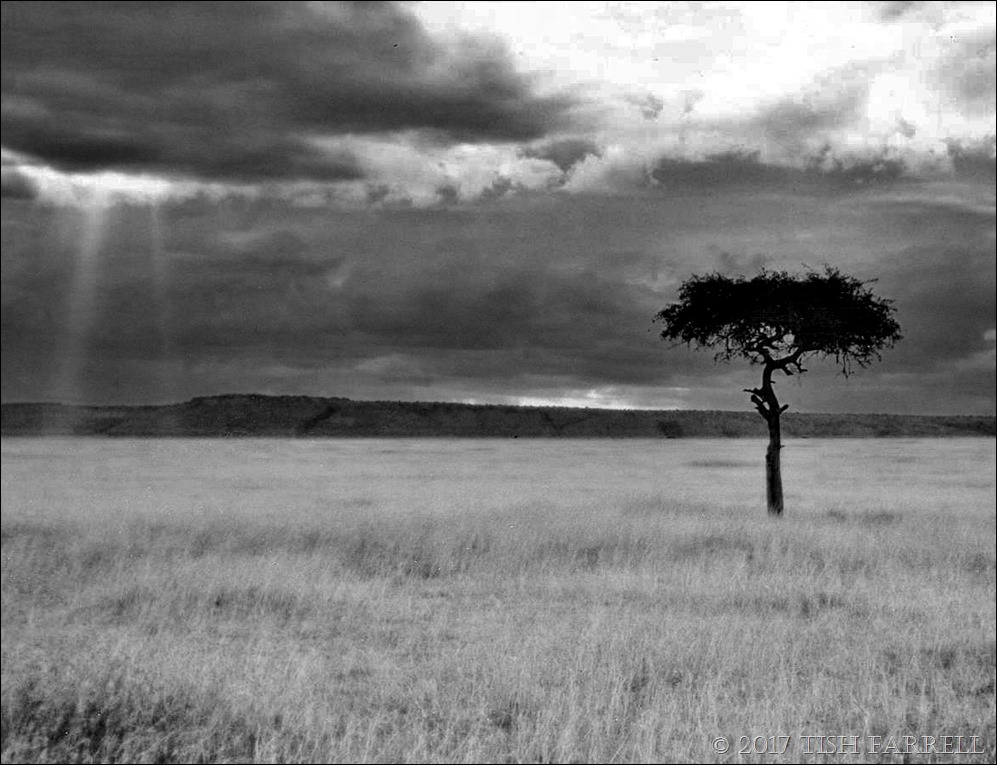 desert date mulului tree 001