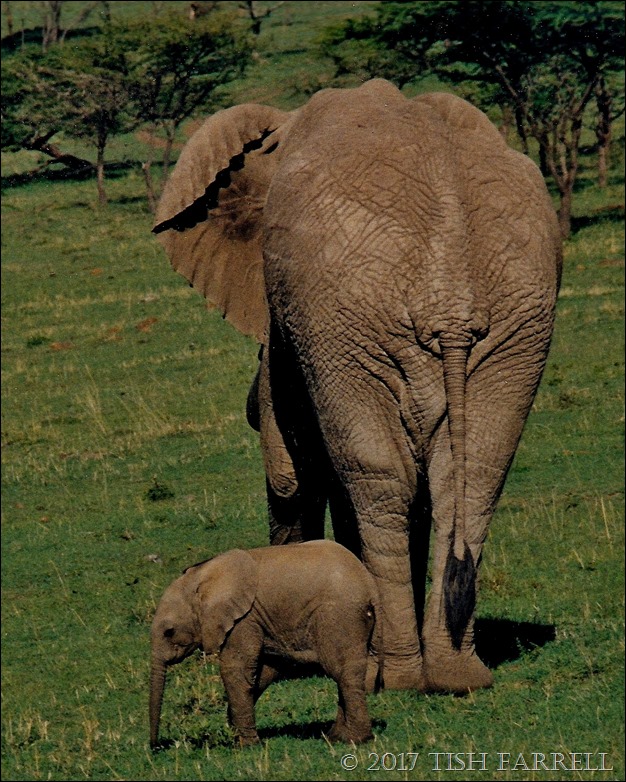 elephants_0001