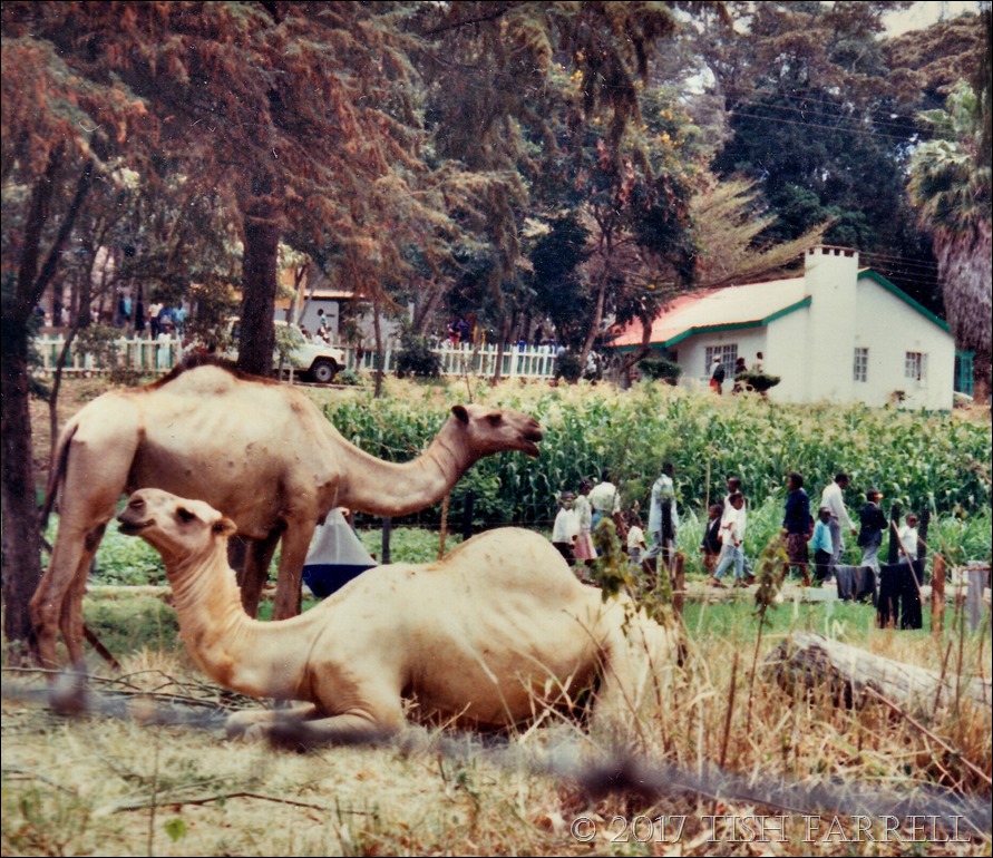 Agri show 1995 c_0013