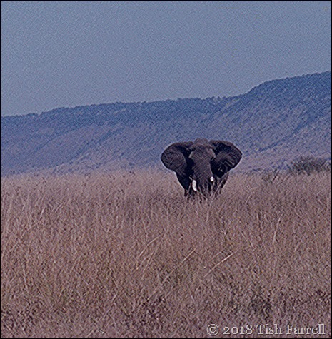 elephant_0001 b