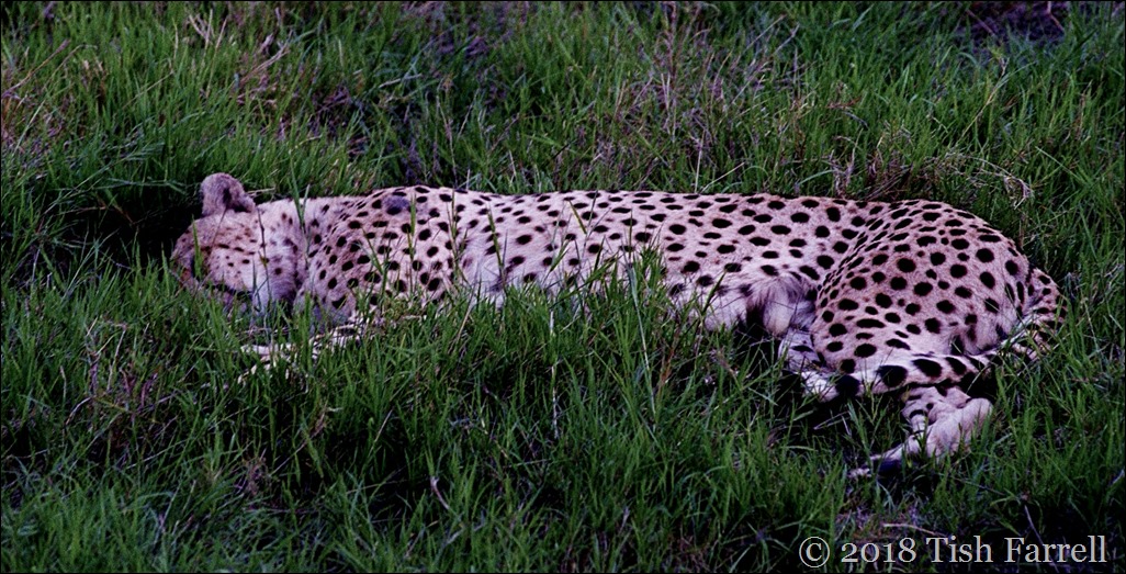 cheetah snoozing