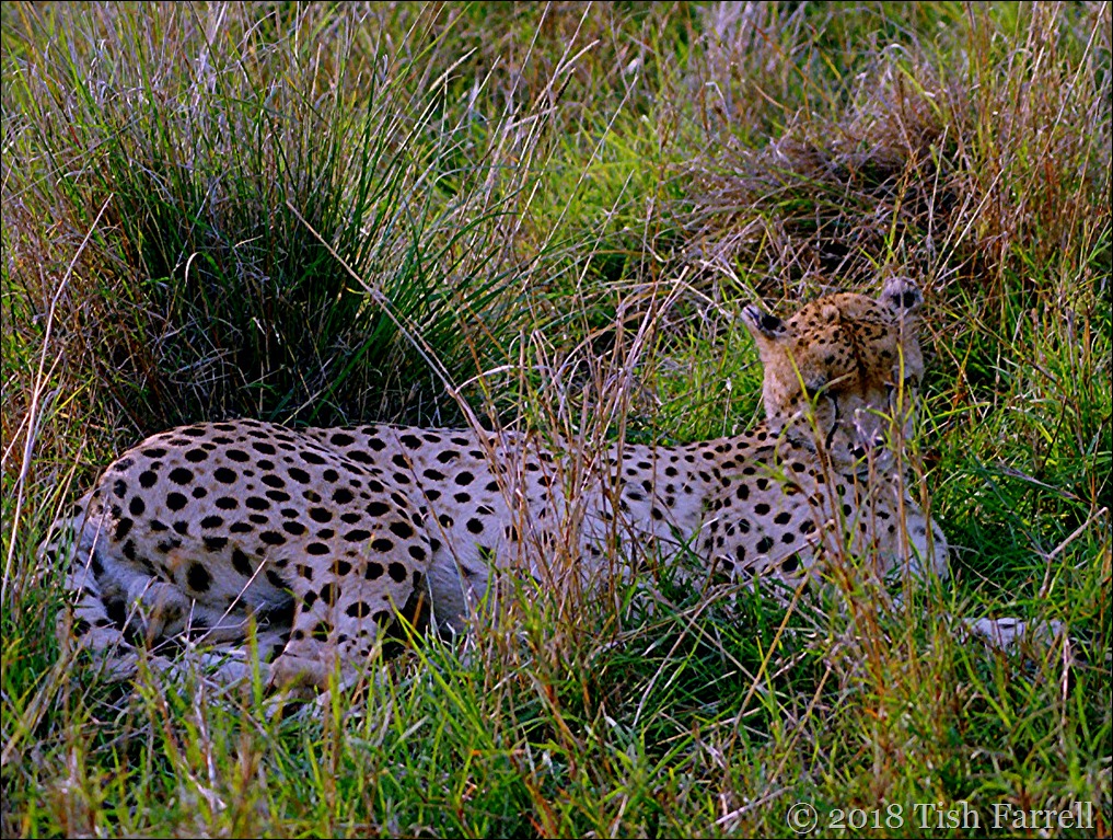 Scan-130521-0008 cheetah