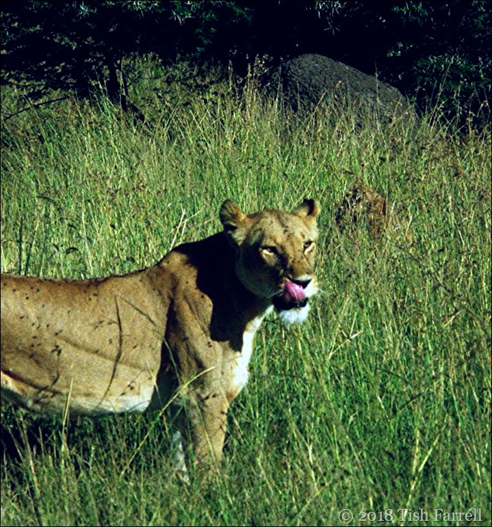 Mara lioness 2 (2)