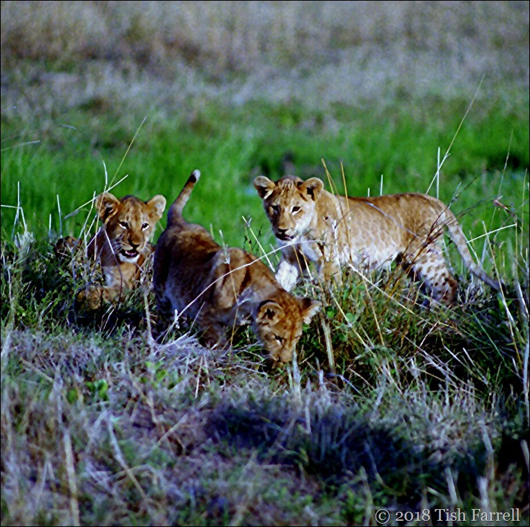 Scan-140726-0013 (3)