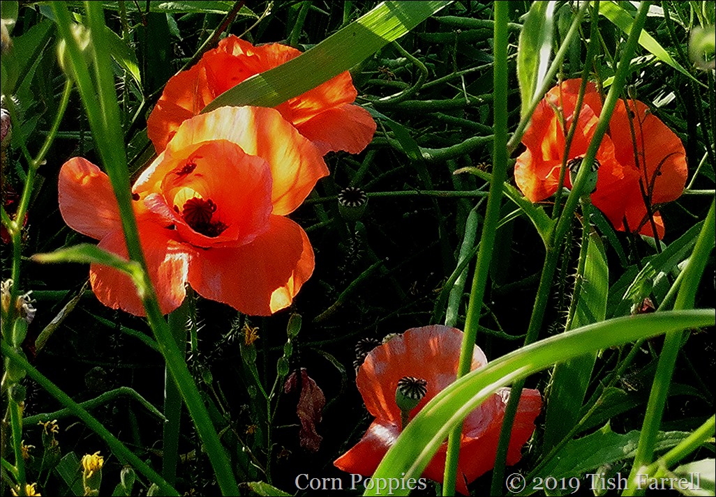P1070031