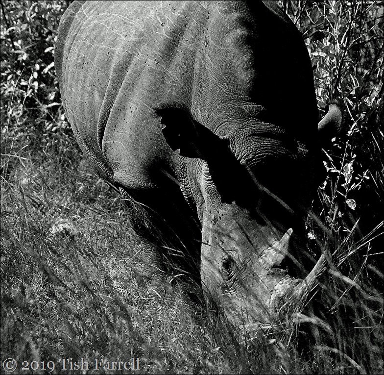 rhino bw