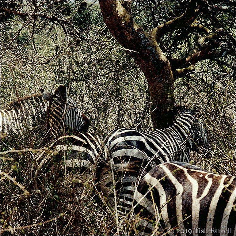 IMG_0013 zebra taita