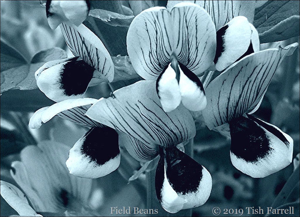100_5620 field bean flowers