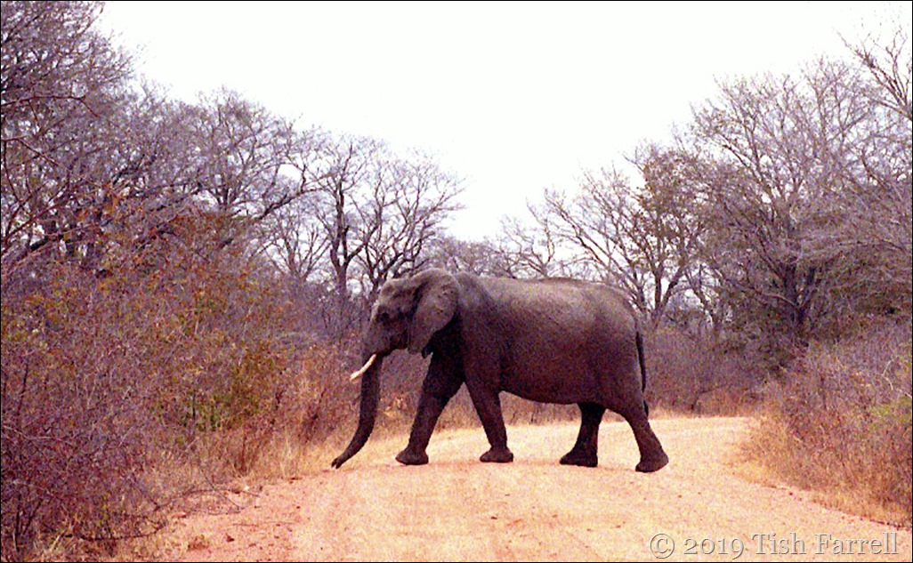 Hwange National Park - elephant crossing our path