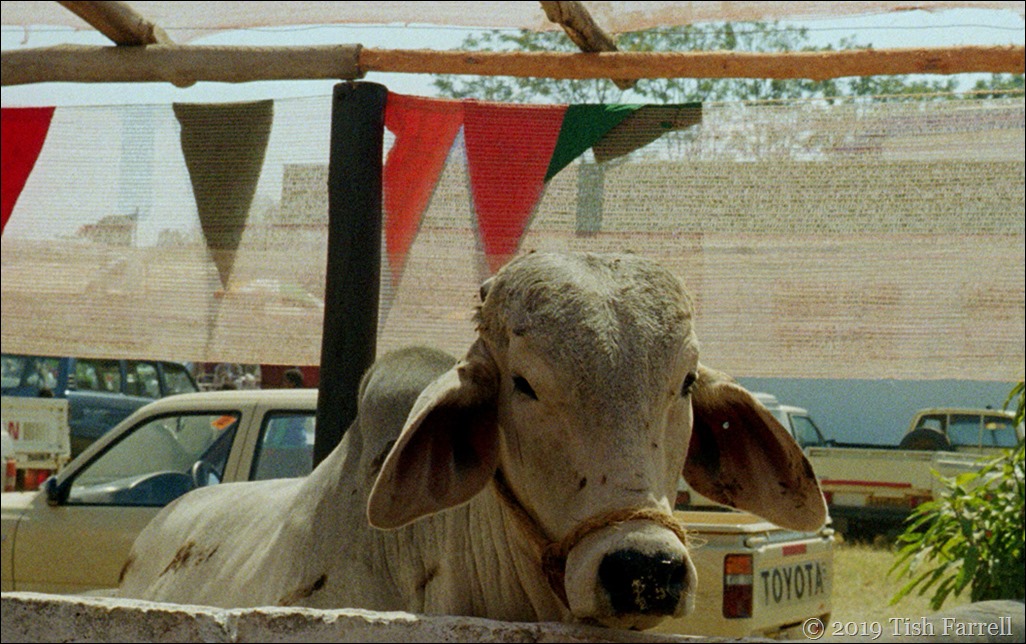 Lusaka agricultural show - African cow