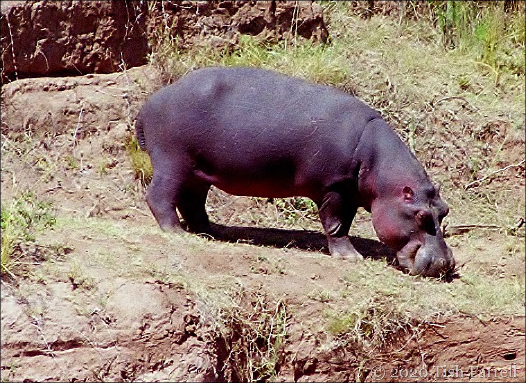 hippo on the bank