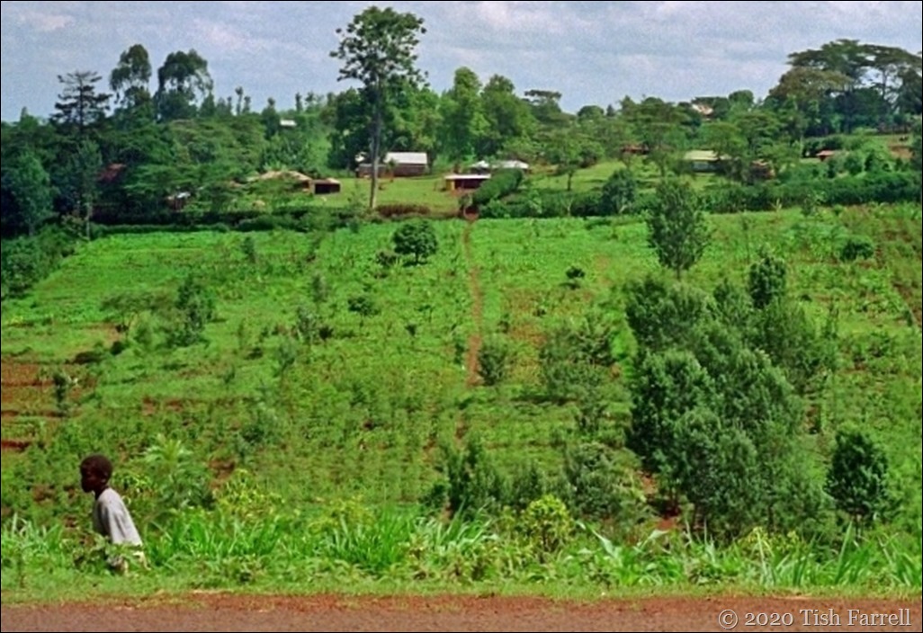 Kikuyu farmstead 22 - Copy (2)