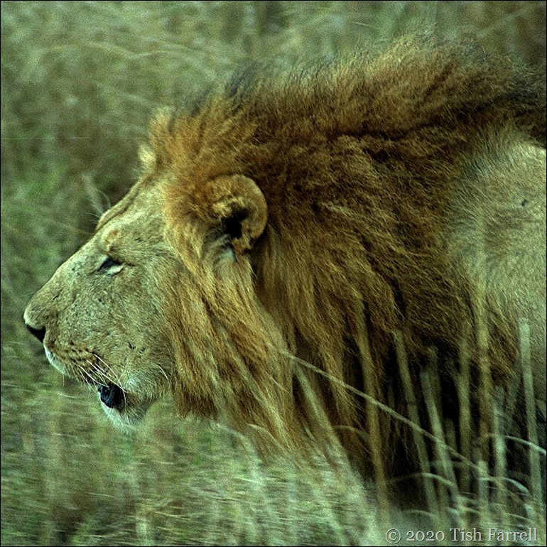 Marsh Pride male 1 - Copy (2)sq