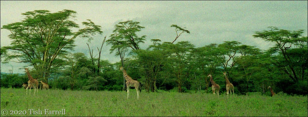 Nakuru Park giraffe and fever trees