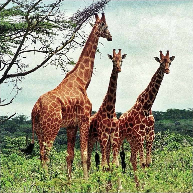 Scan-130603-0003 - Copy (2)