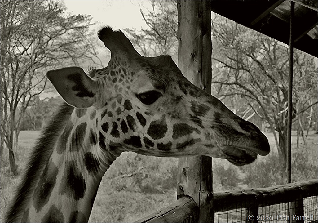 Scan-140829-0018jpeg giraffe centre sepia