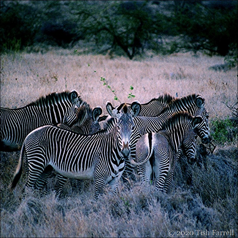 sq Grevy's zebra 2 - Copy (2)