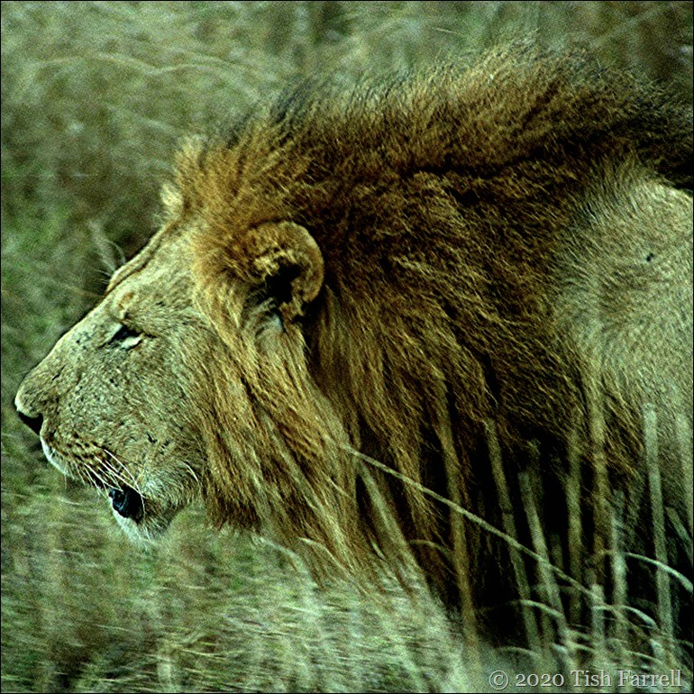 sq Marsh Pride male 1