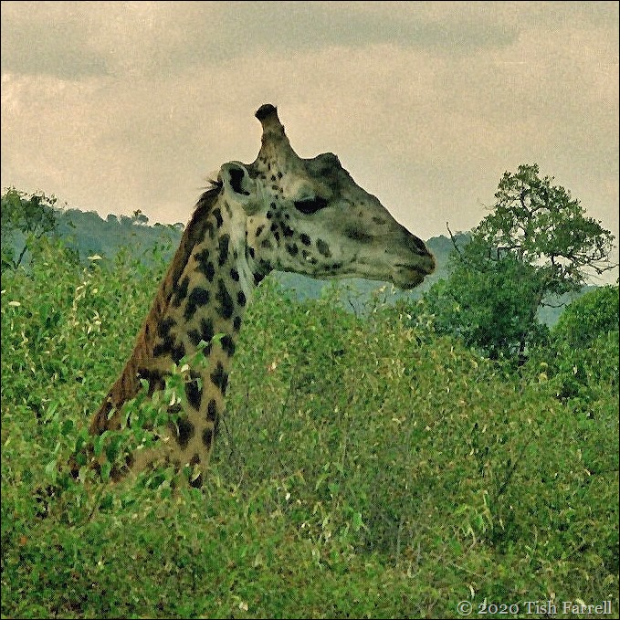 sq Scan-130521-0001 (2)