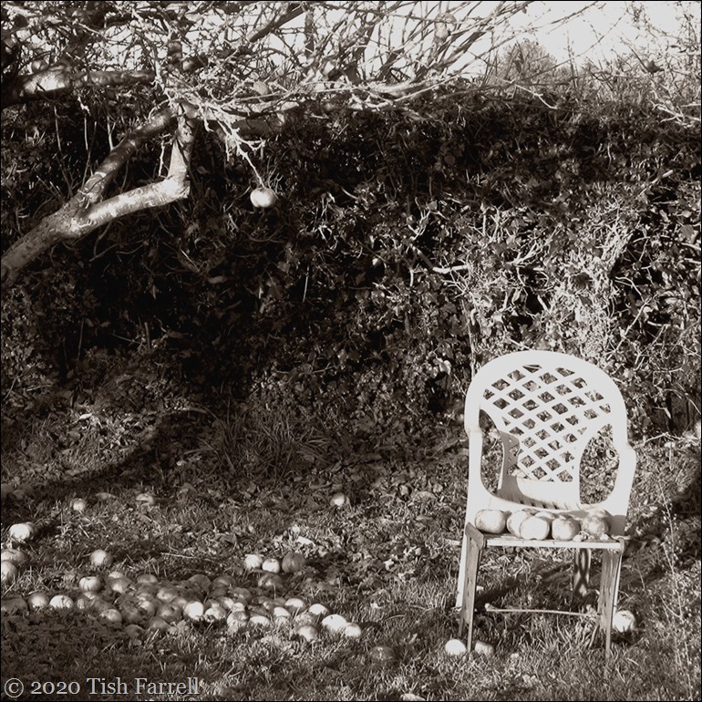 windfalls IMG_0749cr