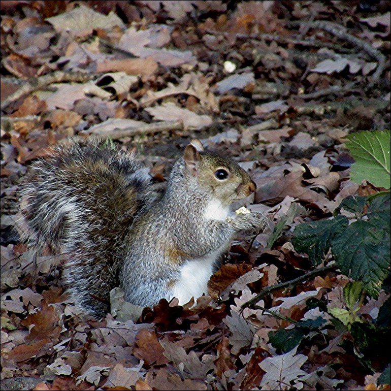 IMG_0687sq
