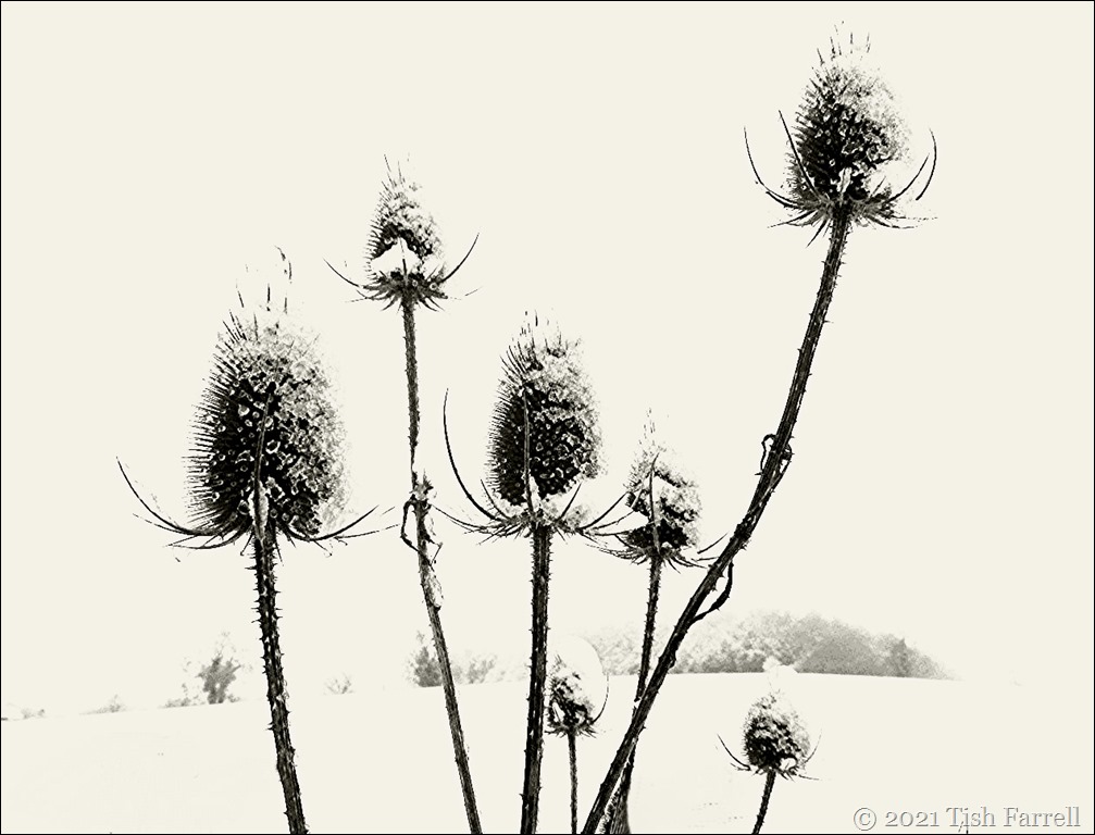 IMG_1347 teasels