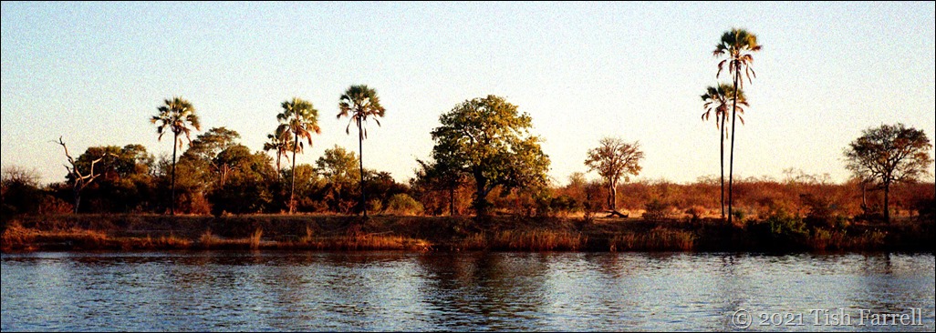 zambezi header