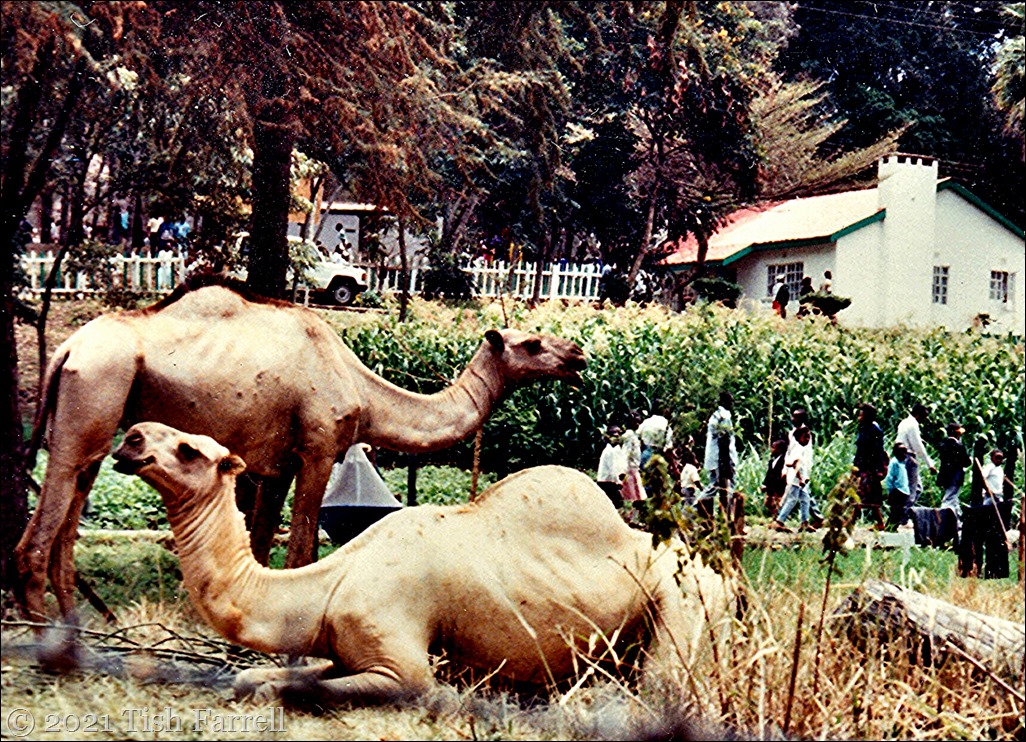 Agri show 1995 c_0013