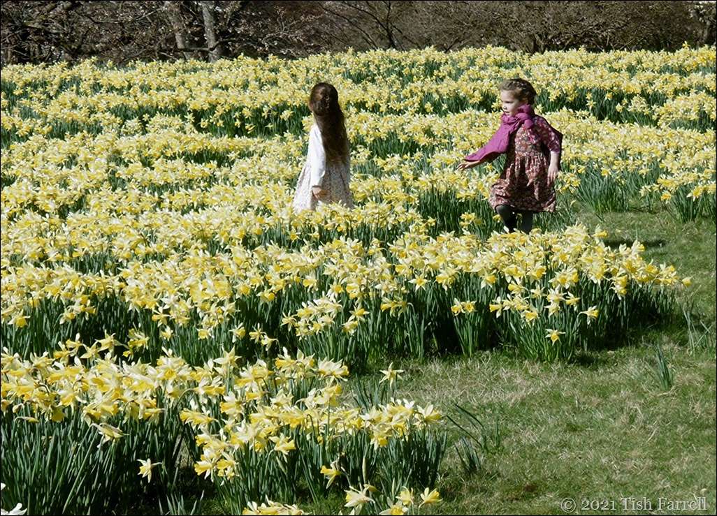 Bodnant daffs cr5