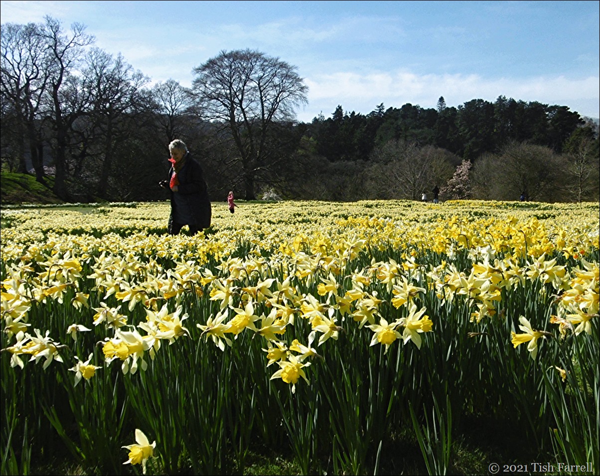 Bodnant daffs cr7