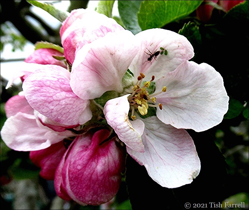 IMG_3330ant and aphids