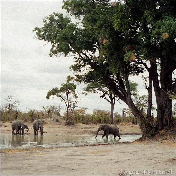 Hwange - waterhole and elephants 4sq