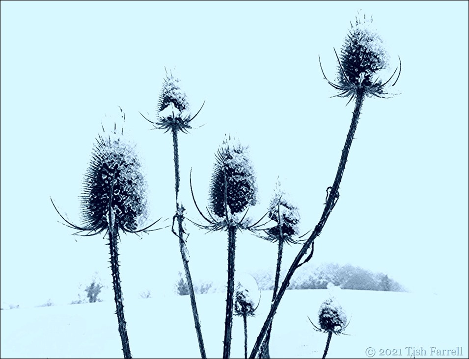 img_1347-teasels lens