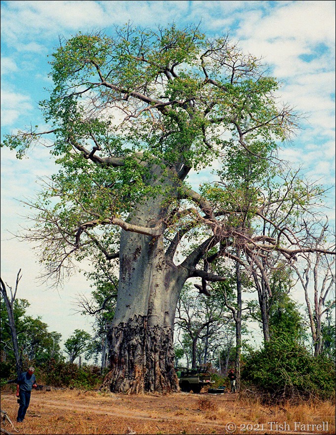 South Luangwa - mighty poachers' baobab