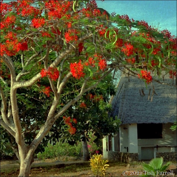 Sq flame tree 2