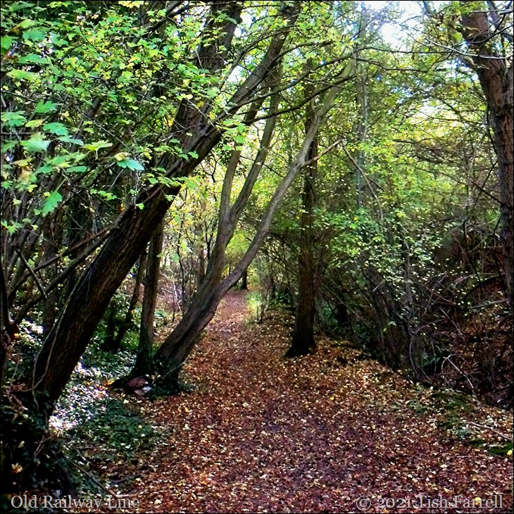 sq old railway line100_7810