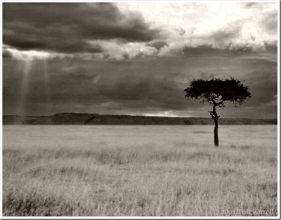 desert date mulului tree 001sepia