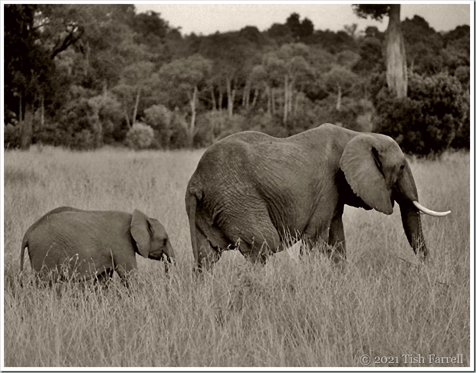 elephants  sepia