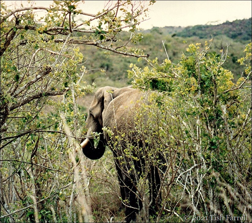 Mwalunganji elephants 2