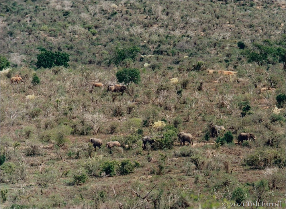 Mwalunganji elephants 3