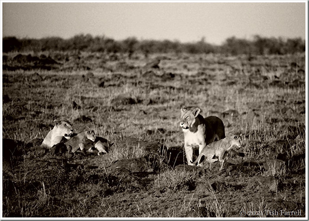 Scan-140726-0005 (8)se