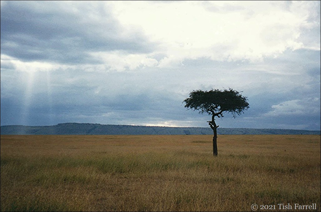 desert date mulului tree 001 - Copy (2)