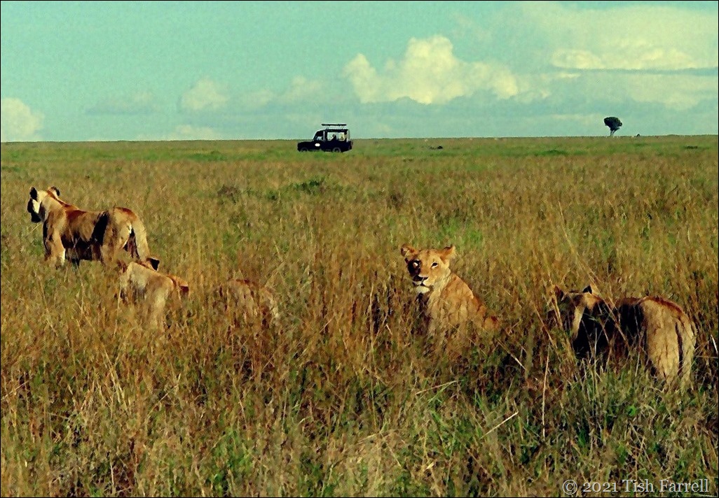 lions wide Mara 30