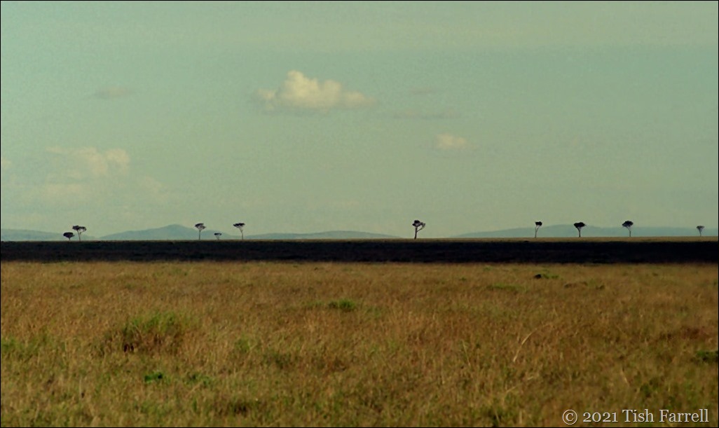 mulului trees Mara 14