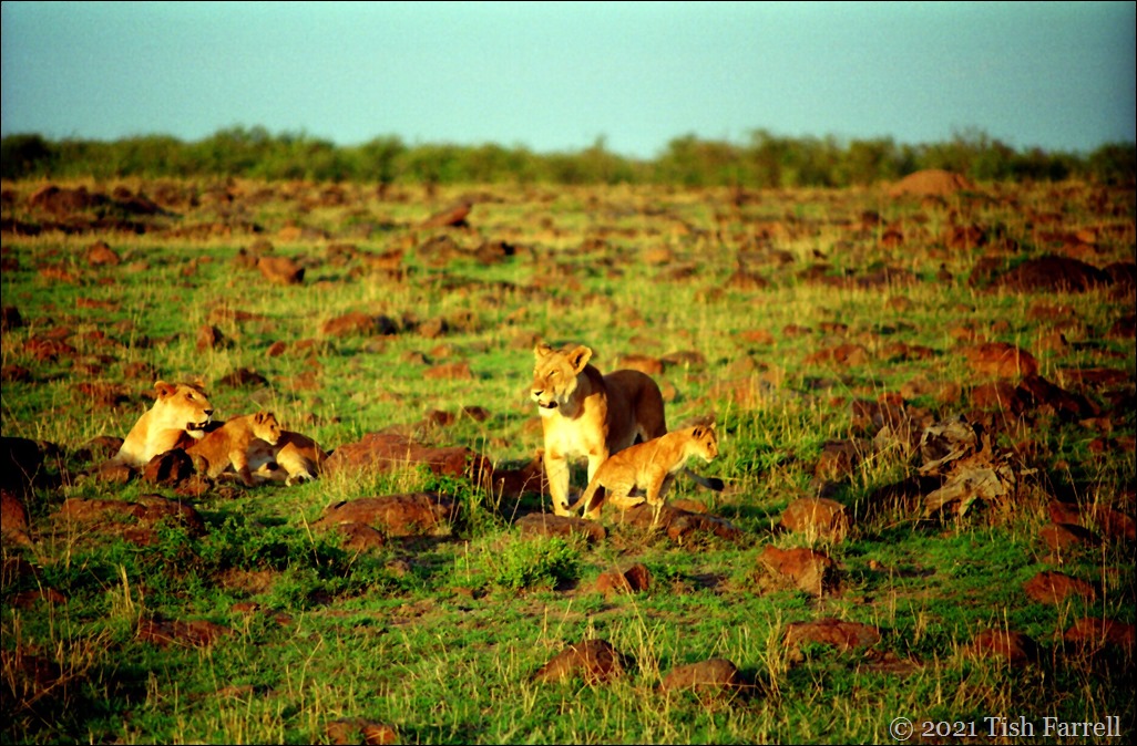 Scan-140726-0005 (9)