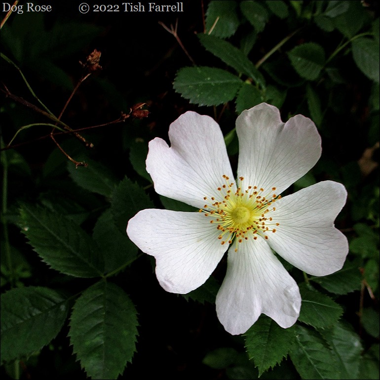 IMG_0733re IMG_0733re